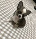 チワワ(ロング)【埼玉県・男の子・2019年5月17日・レッドアンドホワイト】の写真4