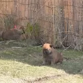 柴犬(標準サイズ)【三重県・女の子・2025年10月16日・赤】の写真11「ピンクのリボン付けている子犬はID－２５１１－０２１０８です」