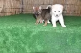 柴犬(標準サイズ)【三重県・男の子・2025年8月8日・白】の写真11「一緒に写っている赤柴はID2509-04945の柴犬です、兄弟ではありません」