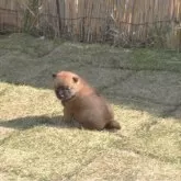 柴犬(標準サイズ)【三重県・女の子・2025年10月16日・赤】の写真12