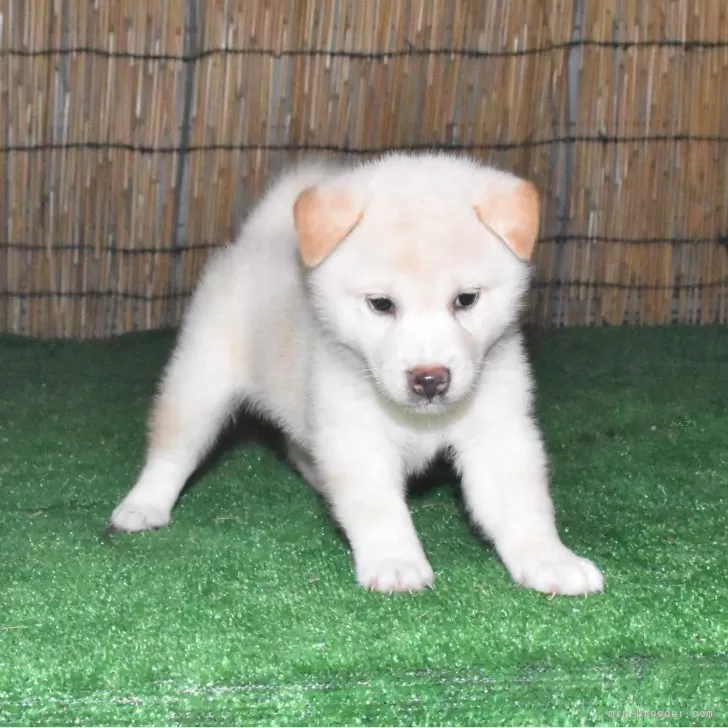柴犬(標準サイズ)【三重県・男の子・2025年8月8日・白】の写真1