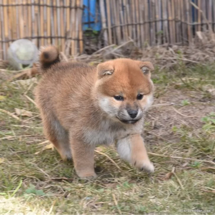 ID：2512-02368の子犬