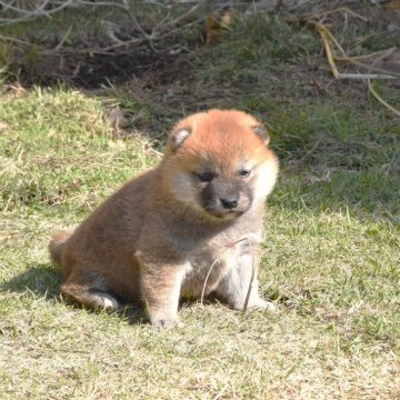 柴犬(標準サイズ)【三重県・女の子・2025年10月16日・赤】の写真「眼型・口吻・頭部発達理想父犬豆柴認定犬体高35ｃｍ」