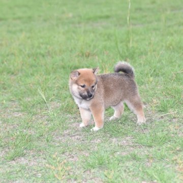 柴犬(標準サイズ)【三重県・女の子・2025年9月8日・赤】の写真「父犬豆柴認定犬体高35ｃｍ」