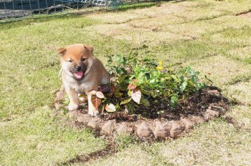 柴犬(標準サイズ)【三重県・女の子・2025年9月20日・赤】の写真「綺麗な赤柴、父犬豆柴認定母犬賞歴あり母方の血統素晴」