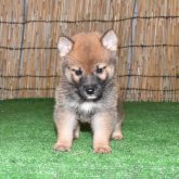 柴犬(標準サイズ)