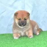 豆柴【三重県・女の子・2024年11月8日・赤】の写真1