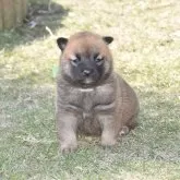 柴犬(標準サイズ)