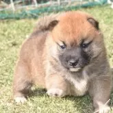 柴犬(標準サイズ)