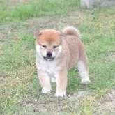 柴犬(標準サイズ)