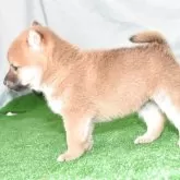 豆柴【三重県・男の子・2025年4月9日・赤】の写真2