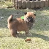 柴犬(標準サイズ)【三重県・女の子・2025年10月16日・赤】の写真5