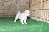 柴犬(標準サイズ)【三重県・男の子・2025年8月8日・白】の写真6