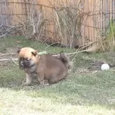 柴犬(標準サイズ)【三重県・女の子・2025年10月16日・赤】の写真9