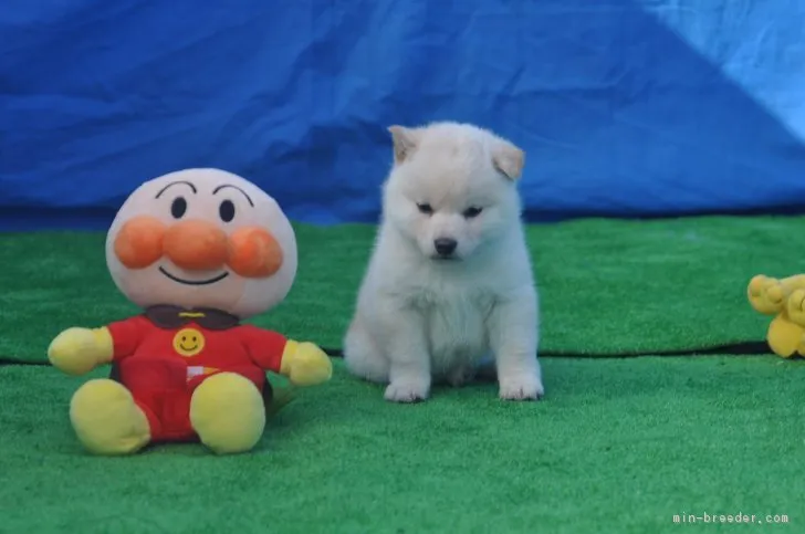 せん 様のお迎えした子犬