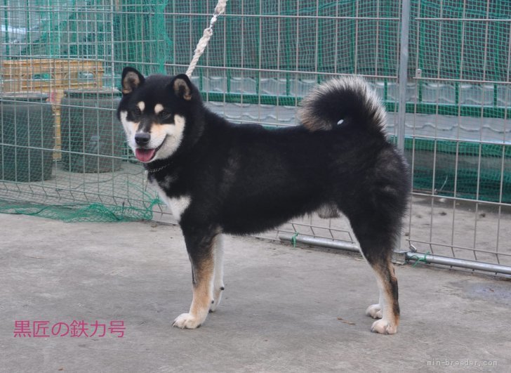 柴犬(標準サイズ)【・男の子・2017年12月19日・黒】