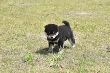 柴犬(標準サイズ)【三重県・男の子・2022年3月26日・黑】の写真「母犬展覧会賞歴多数・日本犬保存会本部賞受賞していま」