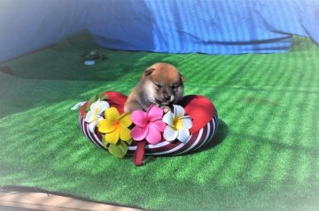 柴犬(標準サイズ)【三重県・男の子・2017年9月9日・赤】の写真「キリットした眼。良い眼型しています。美男子ですよ。」