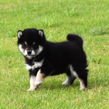 柴犬(豆柴)【三重県・女の子・2023年9月13日・黒】の写真「父犬豆柴・母犬豆柴サイズ・」