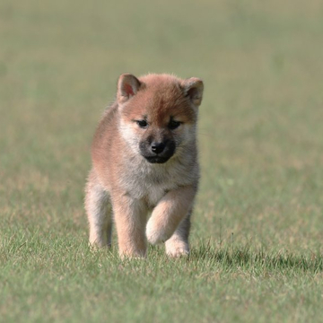 柴犬(標準サイズ)【三重県・女の子・2022年4月11日・赤】の写真「父・母共に全国展入賞していますハイブリッドな子犬」