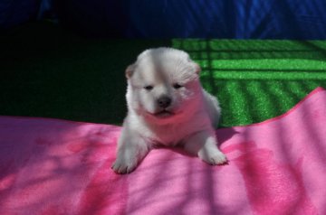 柴犬(標準サイズ)【三重県・男の子・2017年4月17日・淡赤(白柴)】の写真「鼻黒の淡赤（白柴）です」