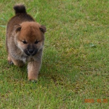 柴犬(豆柴)【三重県・男の子・2023年9月18日・赤】の写真「父犬豆柴残してみたいのですが、私の年齢を思うと」