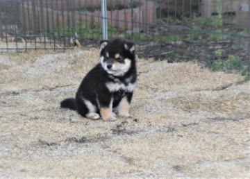 柴犬(標準サイズ)【三重県・女の子・2021年11月26日・黒】の写真「両親豆柴認定犬です、すごく元気で活発です。」