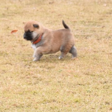 柴犬(標準サイズ)【三重県・女の子・2022年11月23日・赤】の写真「綺麗な赤柴になると思います、父犬展覧会で入賞多数」