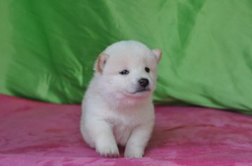 柴犬(標準サイズ)【三重県・女の子・2019年3月1日・白】の写真「綺麗な白柴です。父犬黒柴、壮犬組成犬組1席受賞犬」