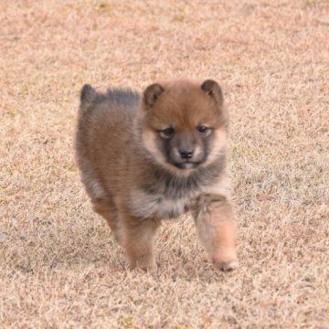 柴犬(豆柴)【三重県・女の子・2022年11月30日・赤】の写真「両親豆柴です、父犬KCの展覧会にて入賞　黒柴」