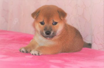 柴犬(標準サイズ)【三重県・女の子・2019年6月16日・赤】の写真「☆☆☆理想の赤柴・父犬・・緑桜錦号、見事な雌犬出来」