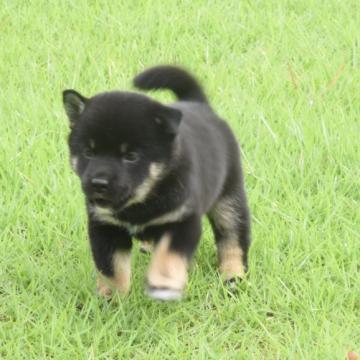 柴犬(豆柴)【三重県・男の子・2022年8月8日・黒】の写真「両親豆柴認定犬です、すごく元気で活発です。」