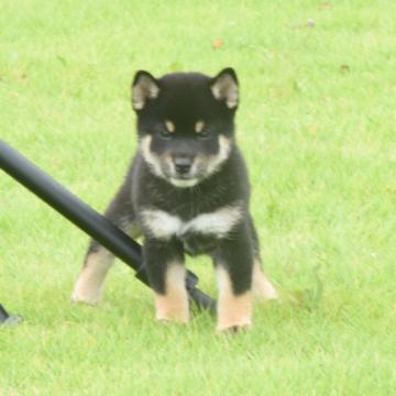 柴犬(豆柴)【三重県・男の子・2022年8月24日・黒】の写真「配色最高の黒柴です、父豆柴母豆柴認定犬。元気です」