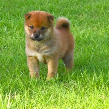 柴犬(豆柴)【三重県・女の子・2022年8月20日・赤】の写真「父犬は豆柴、母犬は豆柴認定犬綺麗な赤柴です」