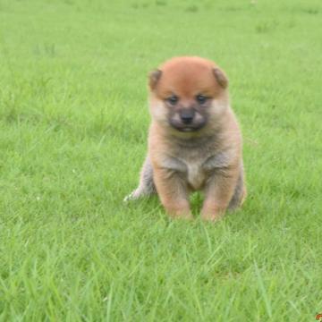 柴犬(豆柴)【三重県・男の子・2022年8月20日・赤】の写真「父犬は豆柴、母犬は豆柴認定犬綺麗な赤柴です」