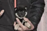 柴犬(標準サイズ)【三重県・男の子・2018年2月3日・黒】の写真1