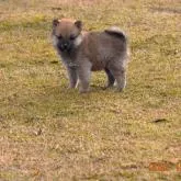 豆柴【三重県・男の子・2022年11月11日・赤】の写真1