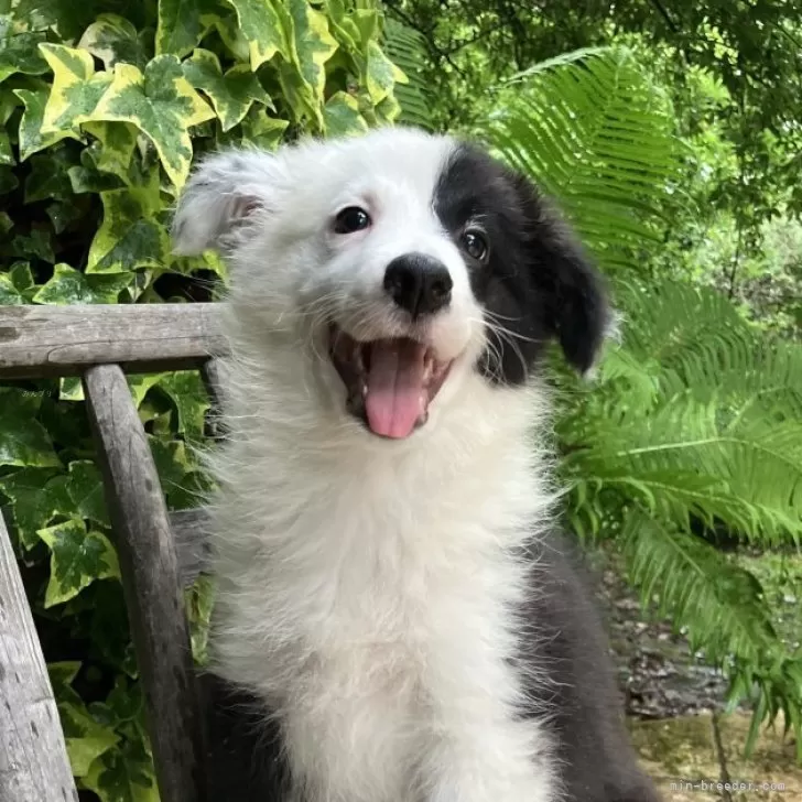 K.M 様のお迎えした子犬