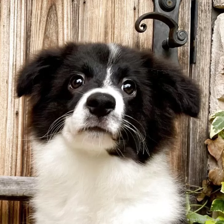 ID:2505-06365の子犬