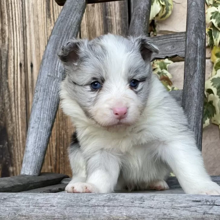 ID：2502-02739の子犬