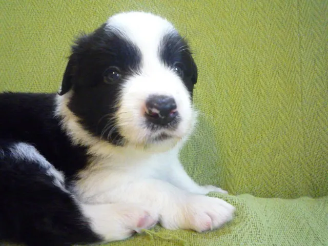 ID:1206-00172の子犬