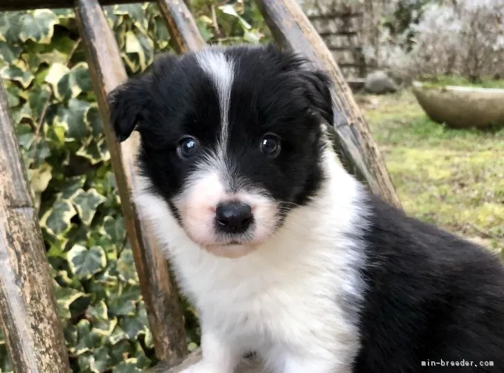 むー 様のお迎えした子犬