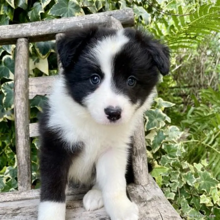 N.M 様のお迎えした子犬