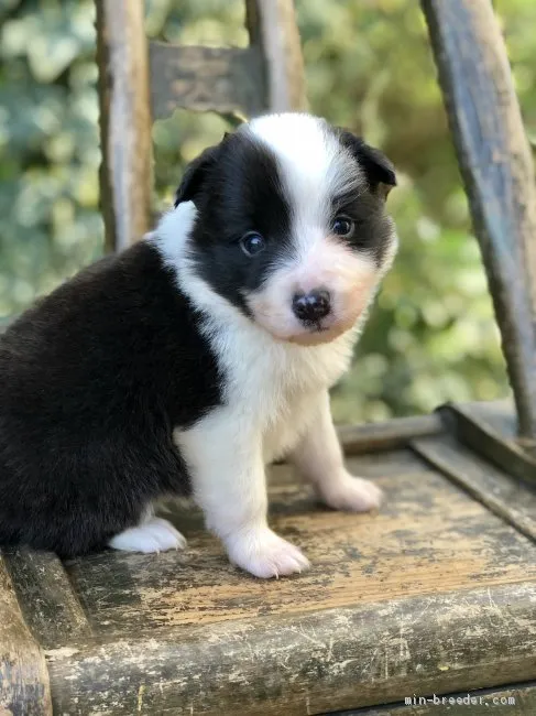 あけ 様のお迎えした子犬