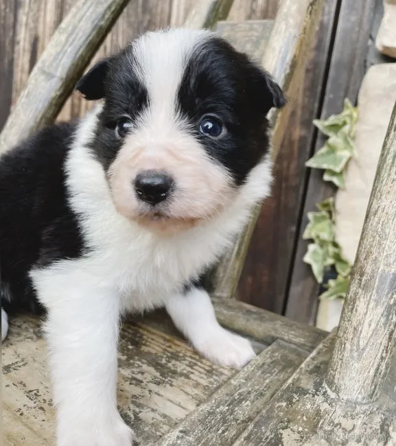 ショウちゃん 様のお迎えした子犬