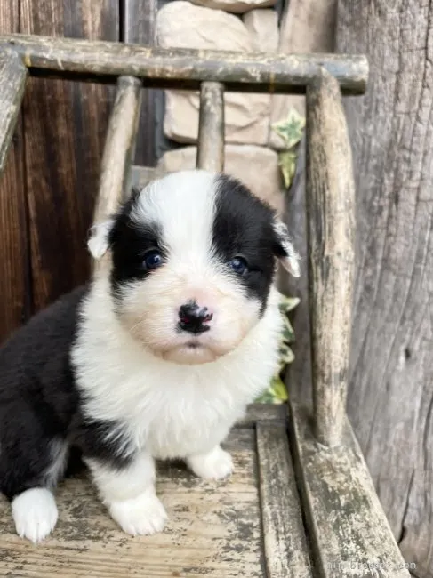 ID：2203-02418の子犬
