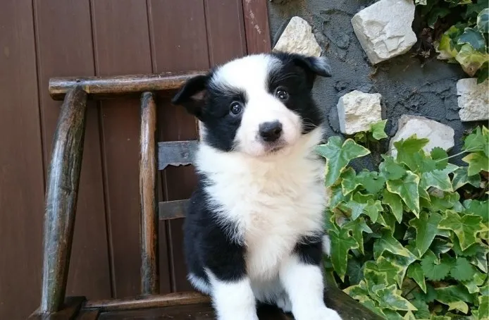 ID：1503-01019の子犬