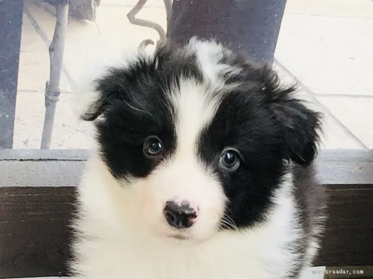 wallace 様のお迎えした子犬