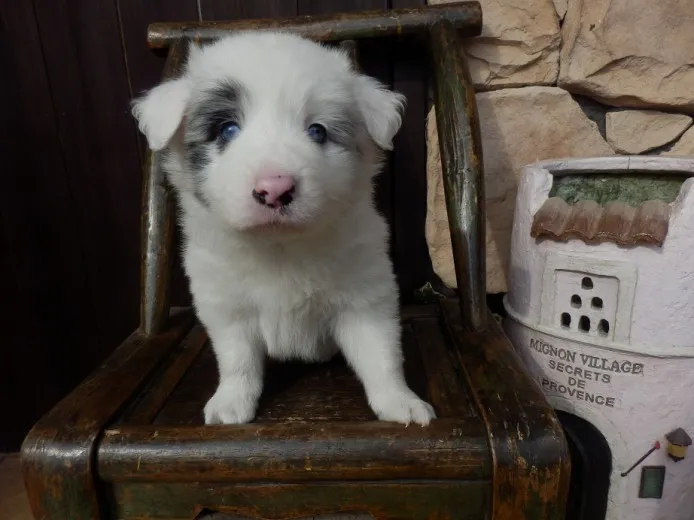 ID:1212-00688の子犬