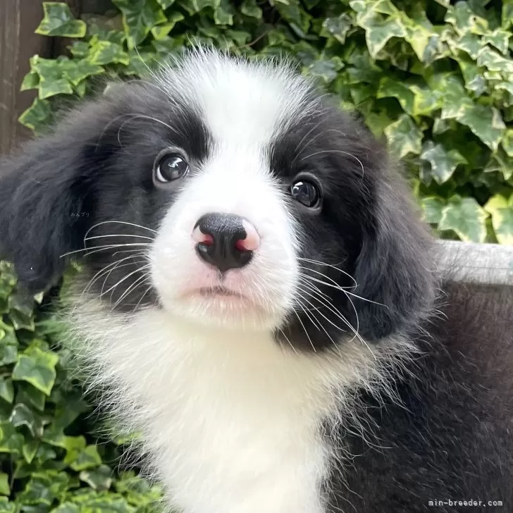 ID：2405-02391の子犬
